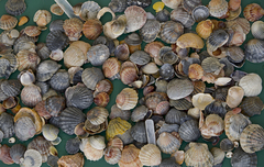 Flexopecten glaber ponticus