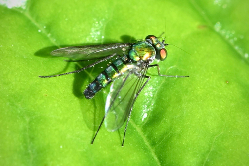 Unknown species found near West Palm Beach, FL, US