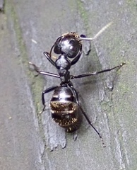 Camponotus arminius