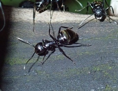 Camponotus arminius