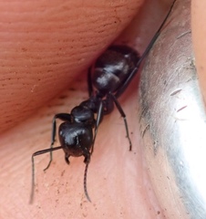 Camponotus arminius
