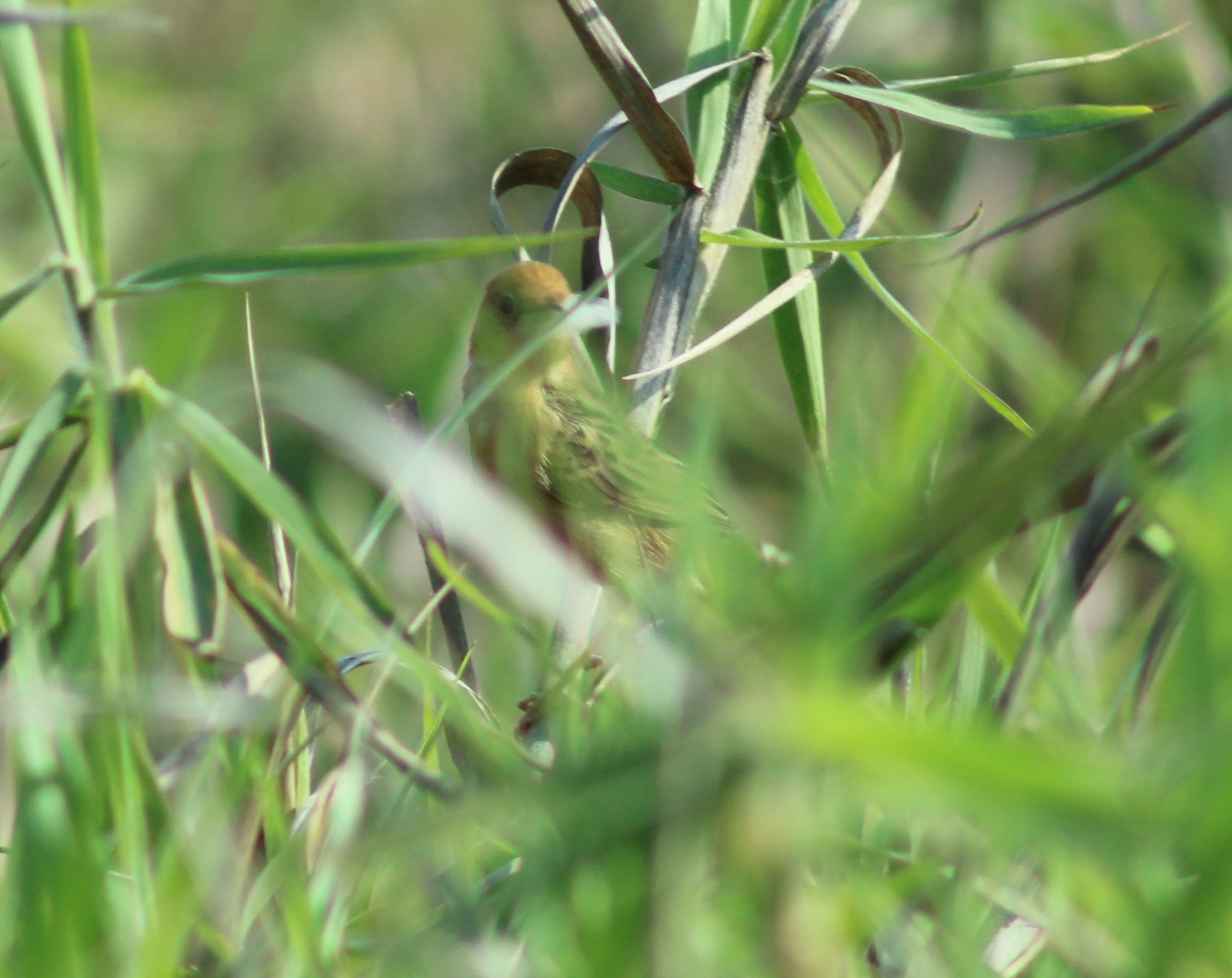 Golden-headed Cisticola