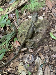 Lophosaurus spinipes