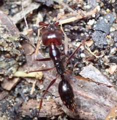 Odontomachus assiniensis