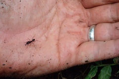 Odontomachus assiniensis