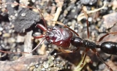 Odontomachus assiniensis