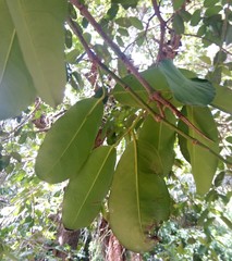 Salacia elliptica