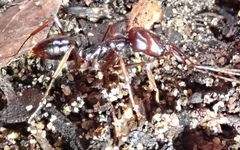 Odontomachus assiniensis