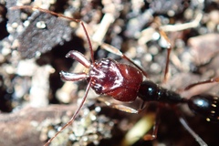 Odontomachus assiniensis