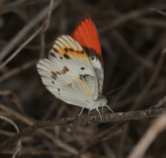 Colotis annae annae