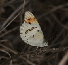 Colotis annae annae