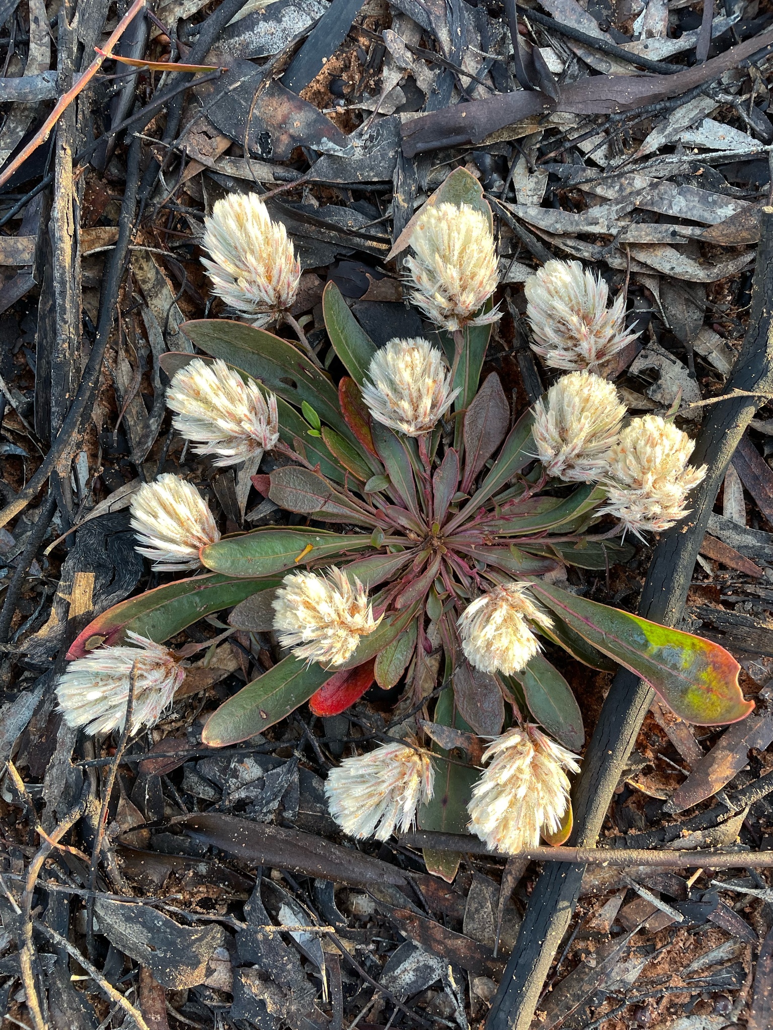 Rabbit-Tails (Ptilotus seminudus)