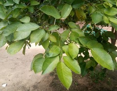 Platymiscium pinnatum