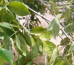 Platymiscium pinnatum