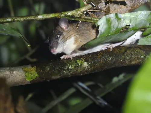 Long-tailed Mountain Rat (Niviventer rapit) — Least Concern Mammalia