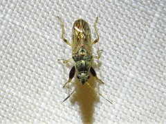 Pseudopachybrachius basalis