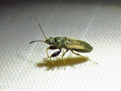 Pseudopachybrachius basalis