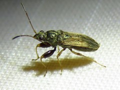 Pseudopachybrachius basalis