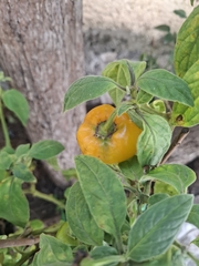 © Samperio, some rights reserved (CC-BY-NC)