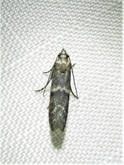 Eurythmia angulella