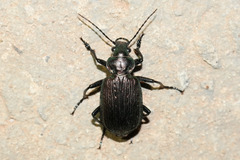 Calosoma alternans