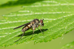 Rhaphium