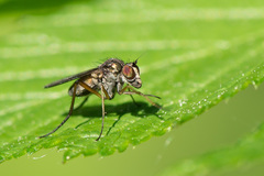 Rhaphium