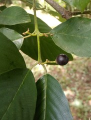 Rhamnidium elaeocarpum