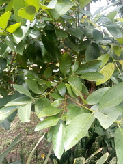 Rhamnidium elaeocarpum