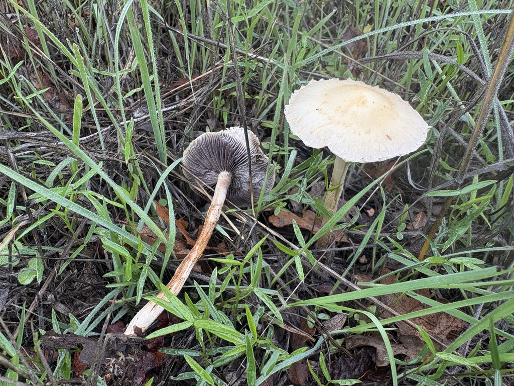 Leratiomyces percevalii · October 2025 · photo: © jzupan (iNaturalist, cc-by)