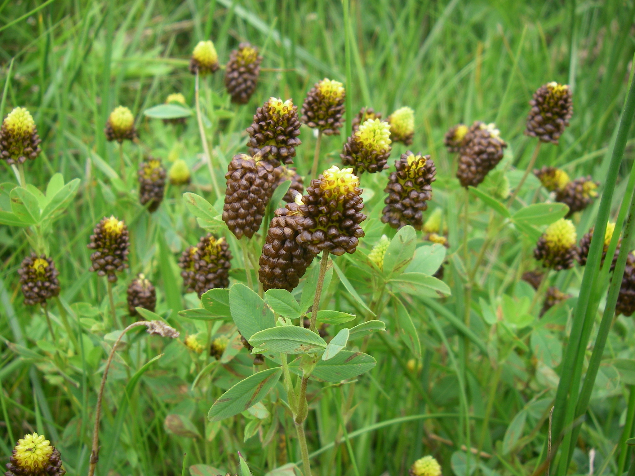 Trifolium spadiceum