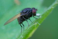 Minettia longipennis