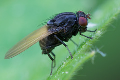 Minettia longipennis