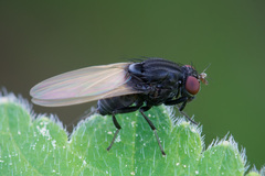 Minettia longipennis
