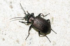 Calosoma alternans