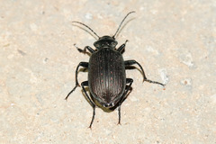 Calosoma alternans