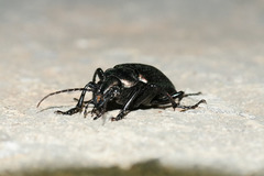 Calosoma alternans