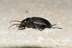 Calosoma alternans