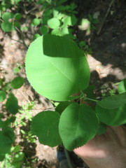 Amelanchier humilis