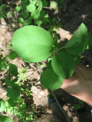 Amelanchier humilis