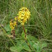 Ligularia sibirica - Photo (c) purperlibel,  זכויות יוצרים חלקיות (CC BY-SA), הועלה על ידי purperlibel