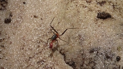 Leptomyrmex rufithorax
