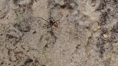 Leptomyrmex rufithorax