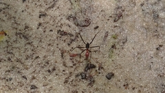 Leptomyrmex rufithorax