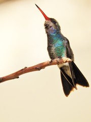 Cynanthus latirostris