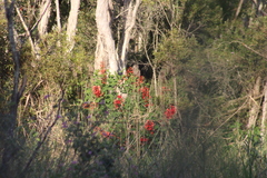 Erythrina crista-galli