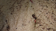 Leptomyrmex rufithorax