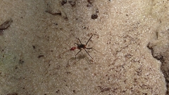 Leptomyrmex rufithorax