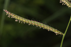 Urochloa mosambicensis