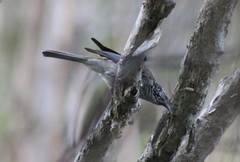 Plectorhyncha lanceolata